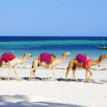12 Days Morocco Tour from Casablanca: A Complete Travel Experience