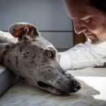 What Is Pet Nutrition Counseling and Why Vancouver Pet Owners Need It