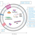 Advanced Bio-Targeted Small Molecules Conjugated Magnetic Nanoparticles for Targeted Cancer Therapy
