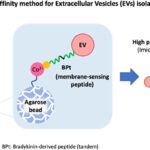 AAV Packaging Services to Accelerate Gene Therapy Research